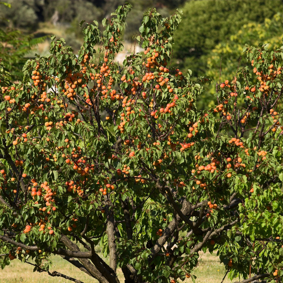 Abricotier Bergeron - Prunus armeniaca Bergeron - Bakker