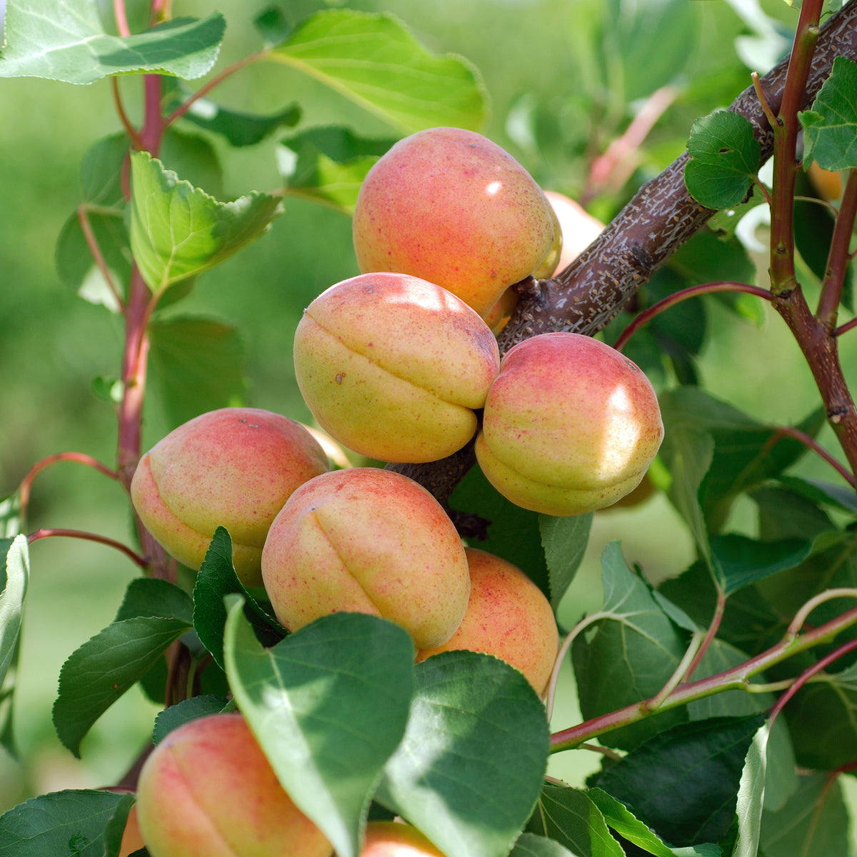 Prunus armeniaca Bergeron - Abricotier Bergeron - Abricotiers
