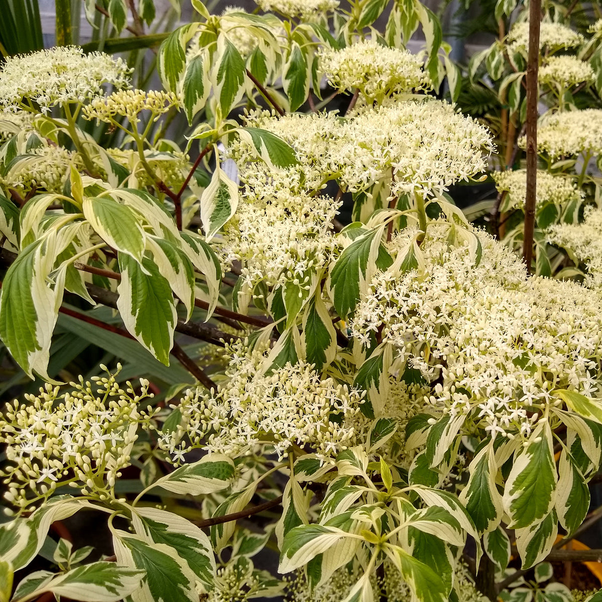 Cornus controversa variegata - Cornouiller des pagodes panaché - Arbustes