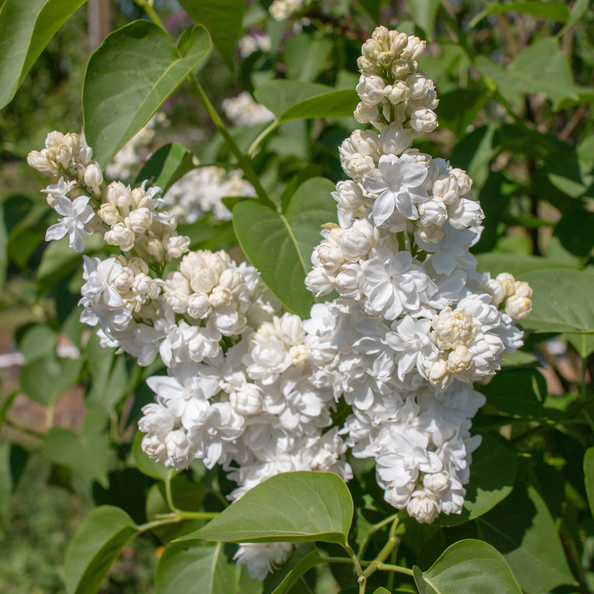 Vente Collection de 4 Lilas doubles : bleu, rouge, lilas, blanc - Syringa vulgaris