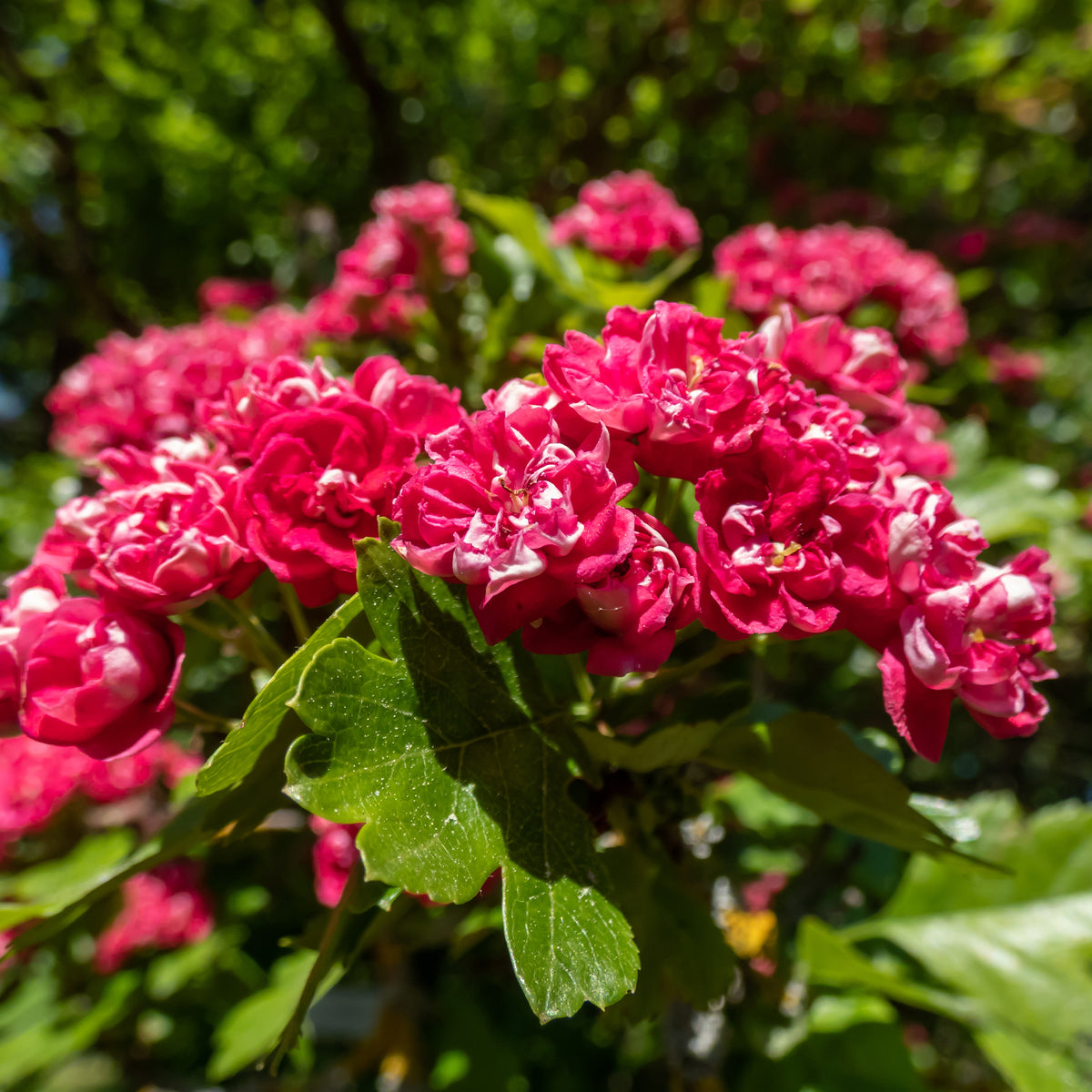Plantes de terrasses et balcons - Aubépine rouge - Crataegus laevigata paul's scarlet
