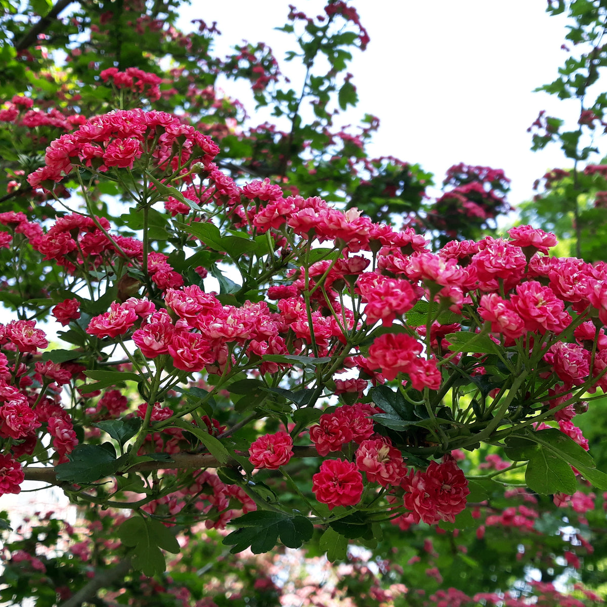 Crataegus laevigata paul's scarlet - Aubépine rouge - Plantes de terrasses et balcons