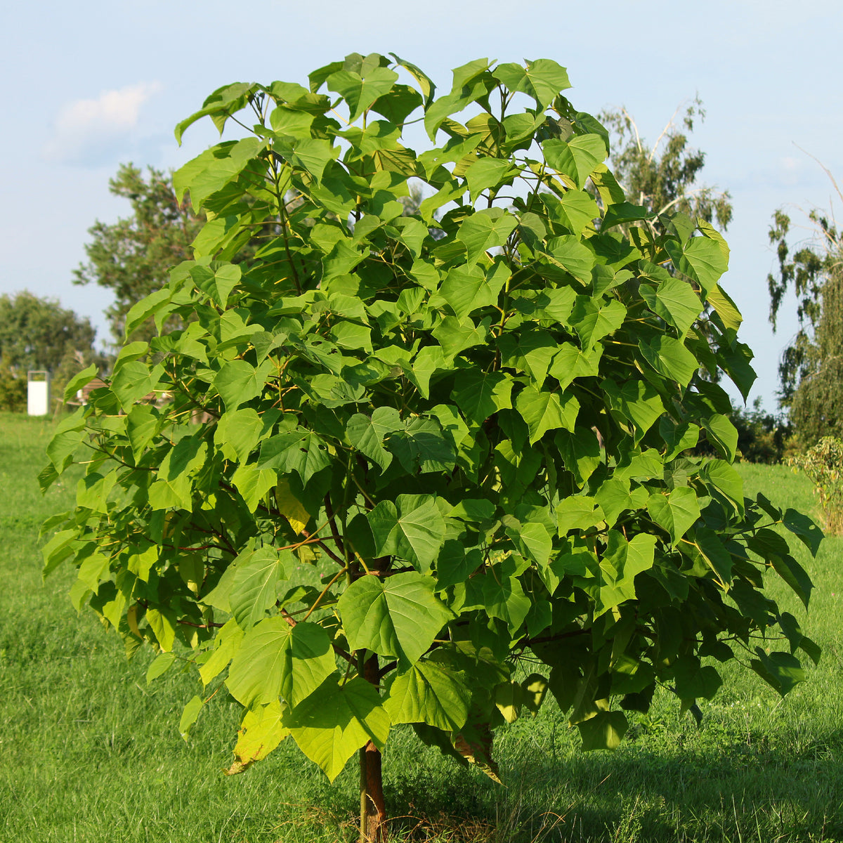 Paulownia tomentosa - L'Arbre impérial- Paulownia - Paulownia