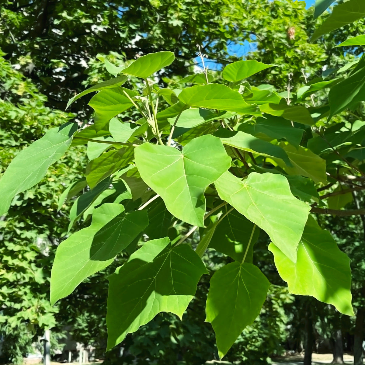 Paulownia - L'Arbre impérial- Paulownia - Paulownia tomentosa