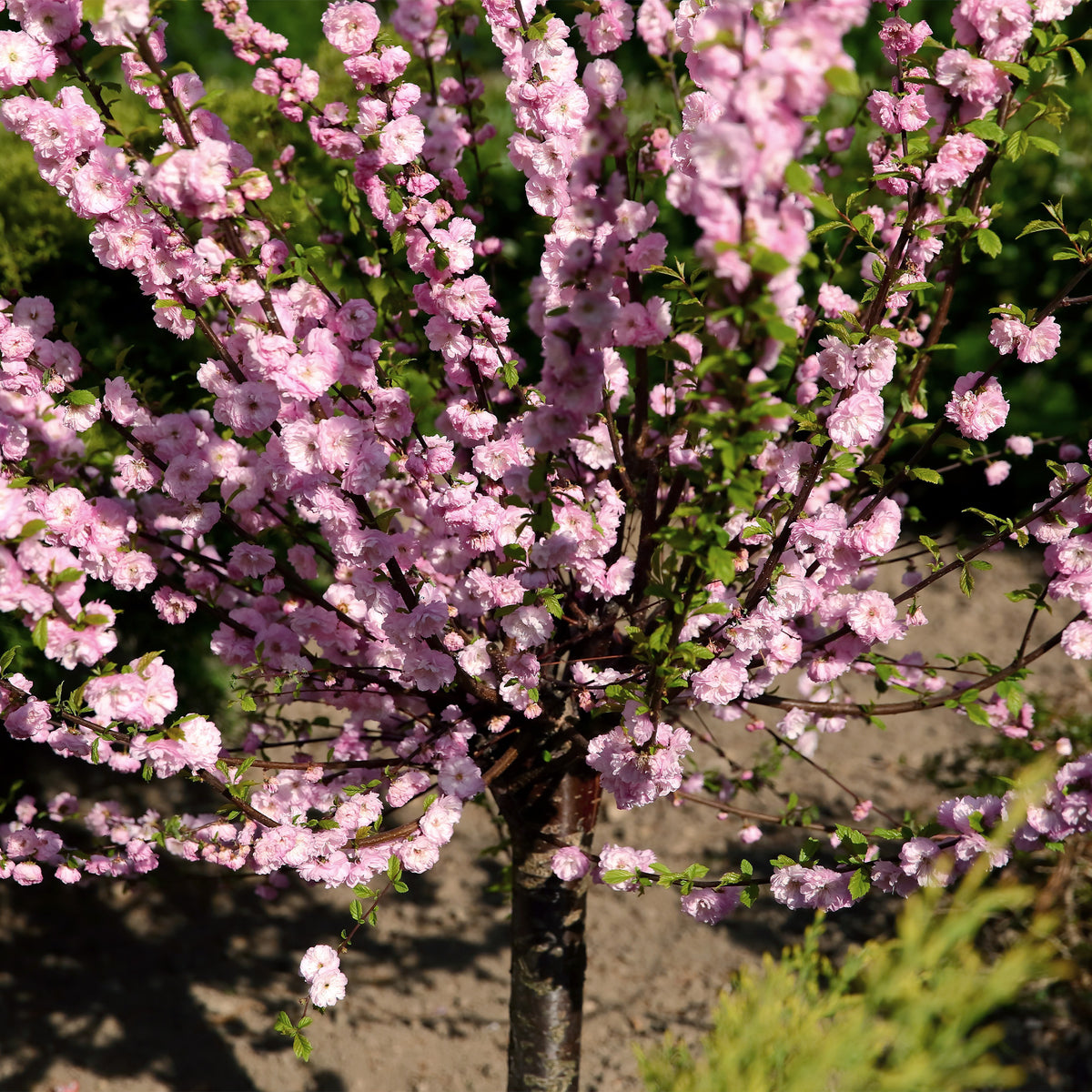 Prunus triloba - Amandier à fleurs sur tige - Petits arbres