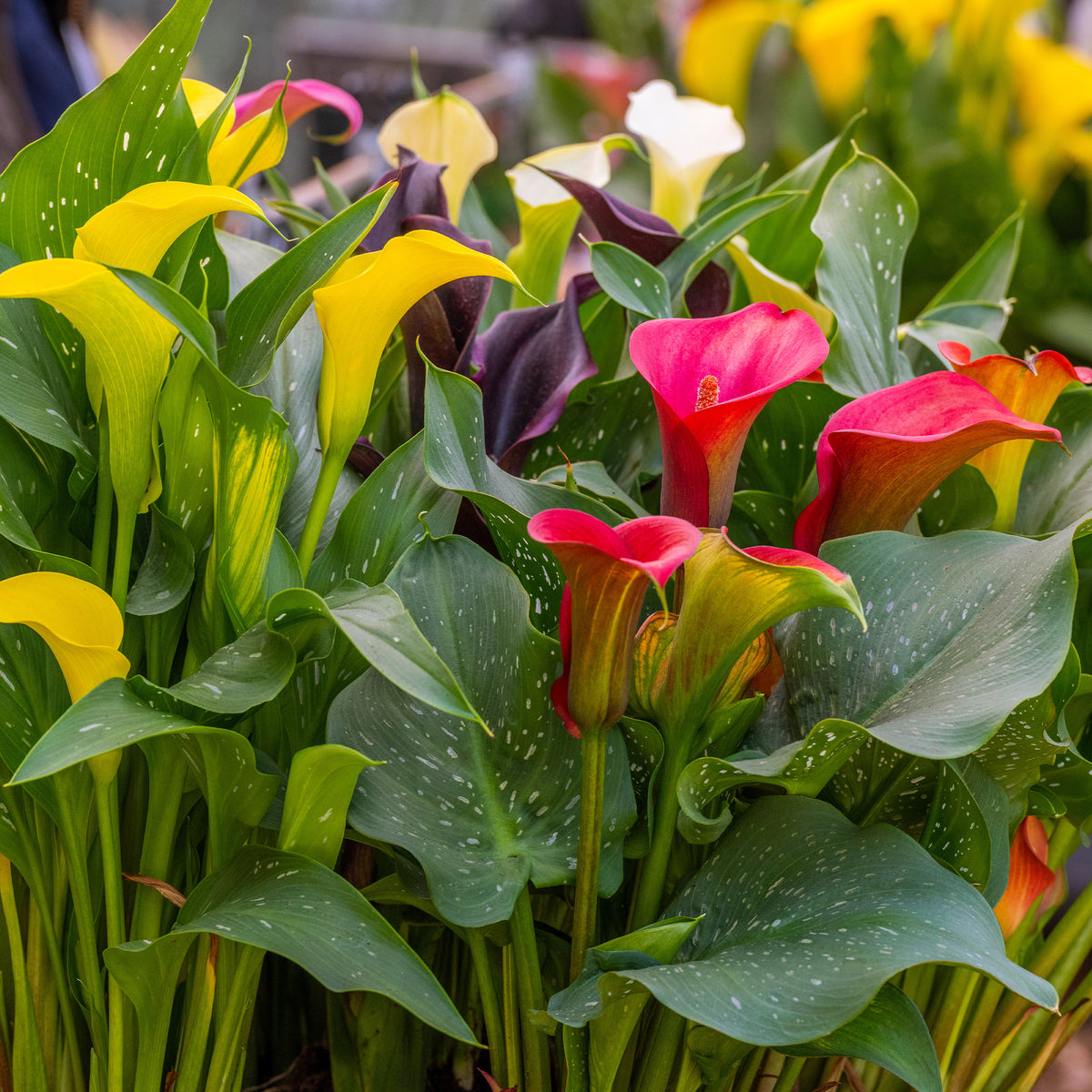 Zantedeschia - 3 Callas rose, jaune, pourpre en mélange - Bulbes d'Arum