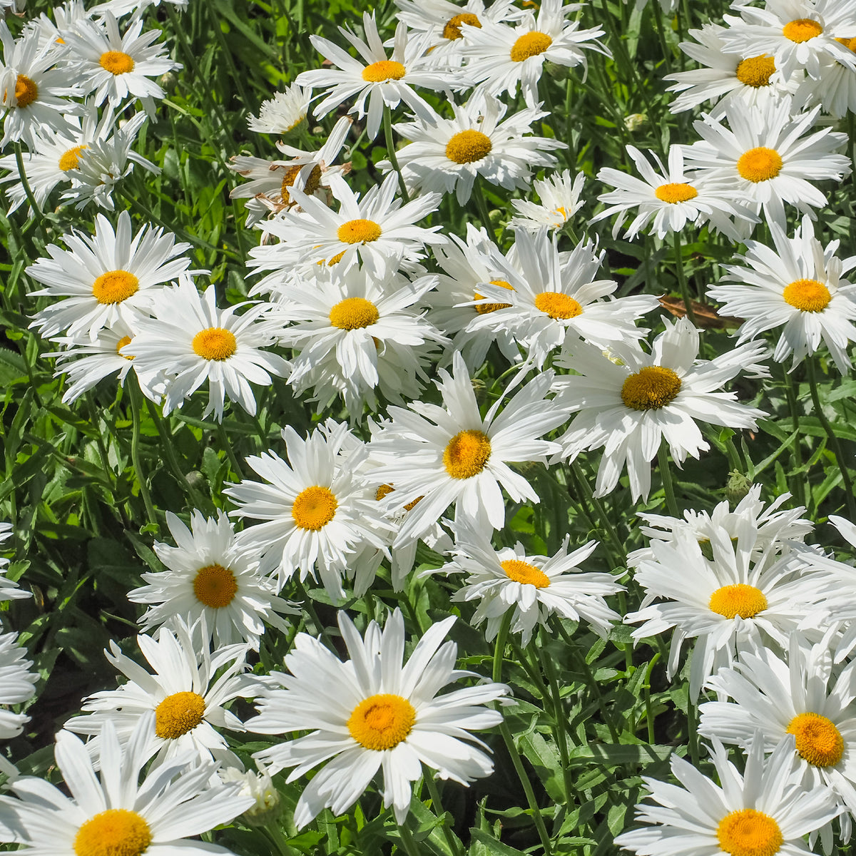 Massif fleuri facile - 8 plantes vivaces - Superficie env. 1,5 m² - Plantes vivaces - Bakker