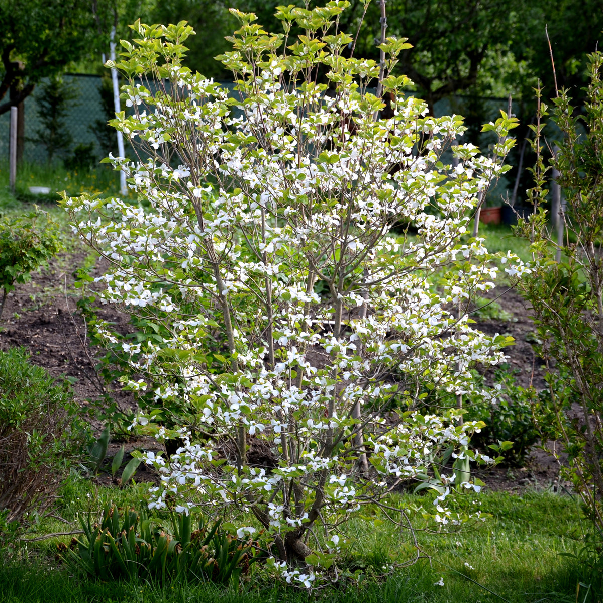 Arbustes - Cornouiller du Japon - Cornus kousa