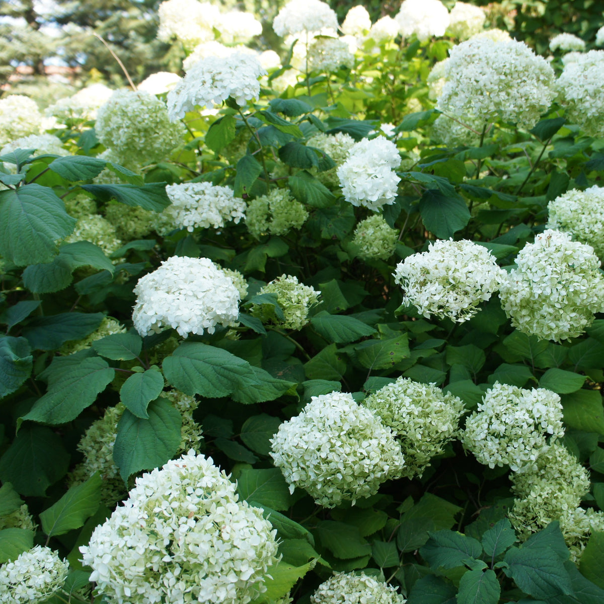 Collection d'Hortensias pour massifs et haies fleuris - 3 arbustes - Hydrangea macrophylla - Bakker