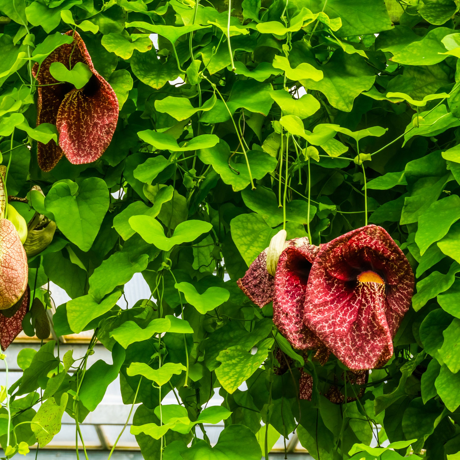 Aristolochia macrophylla - Aristoloche - Plantes grimpantes