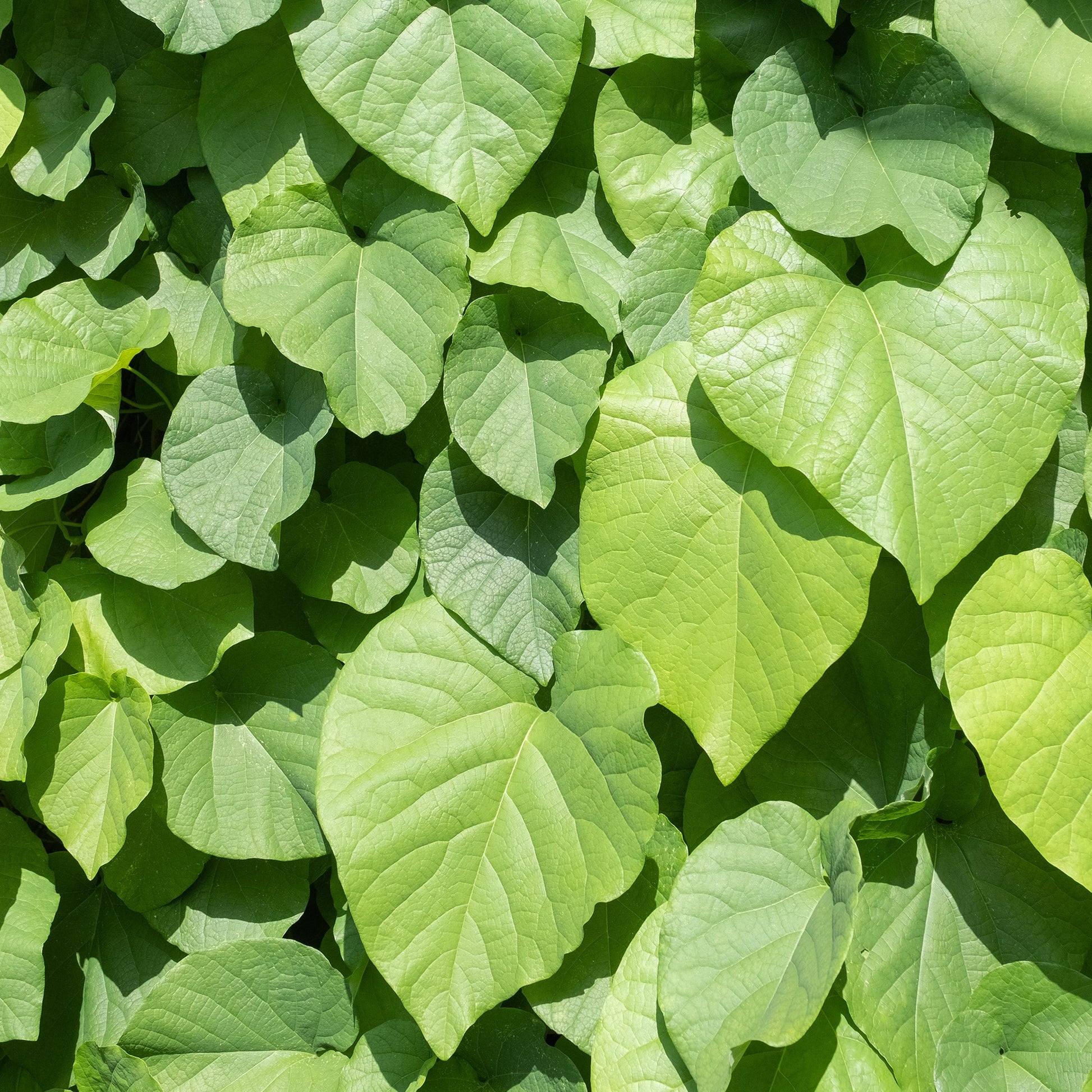 Vente Aristoloche - Aristolochia macrophylla
