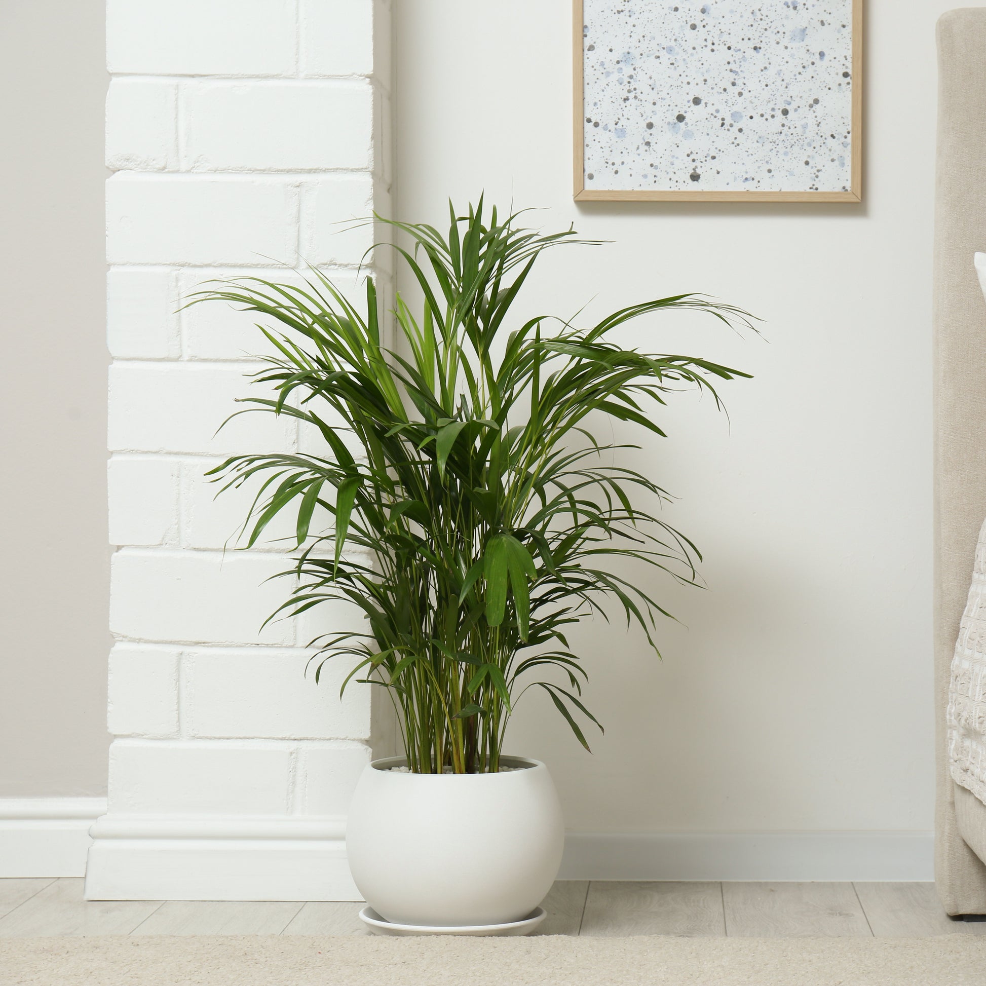 Vente Areca - Palmier d'intérieur - Dypsis lutescens