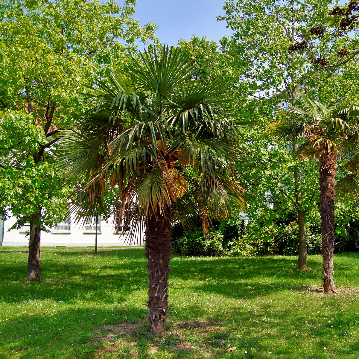 Palmiers - Palmier de Chine - Trachycarpus fortunei
