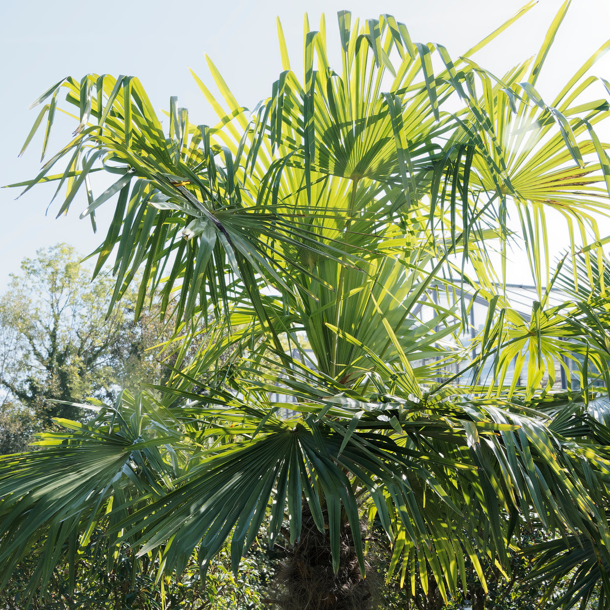 Trachycarpus fortunei - Palmier de Chine - Palmiers
