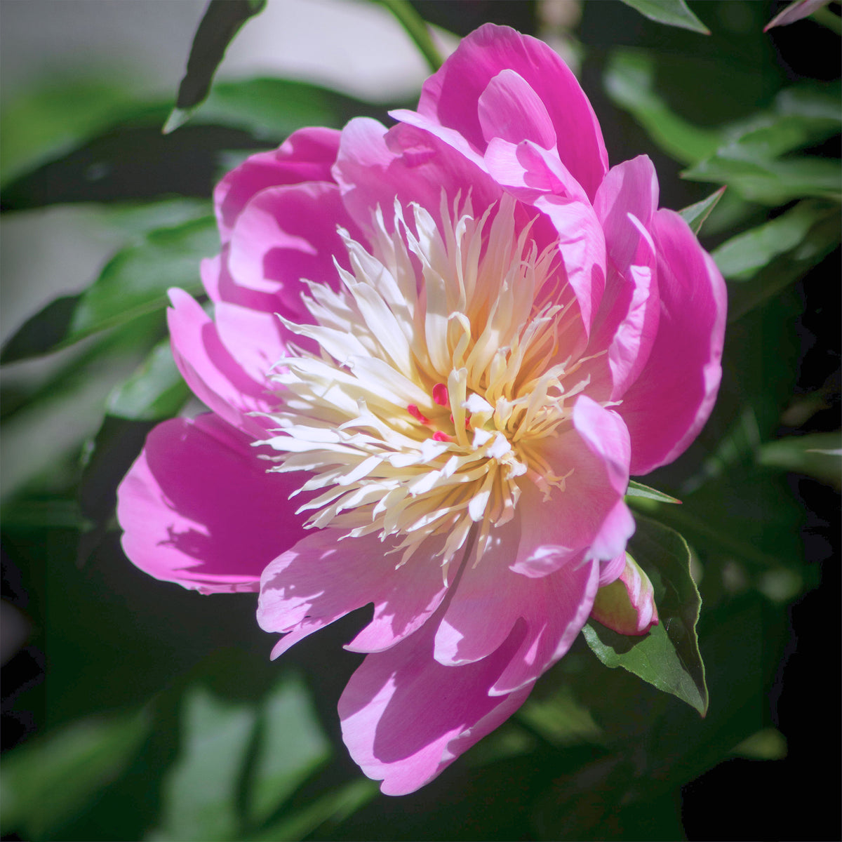 Pivoines - Pivoine 'Fantastic' - Paeonia Fantastic