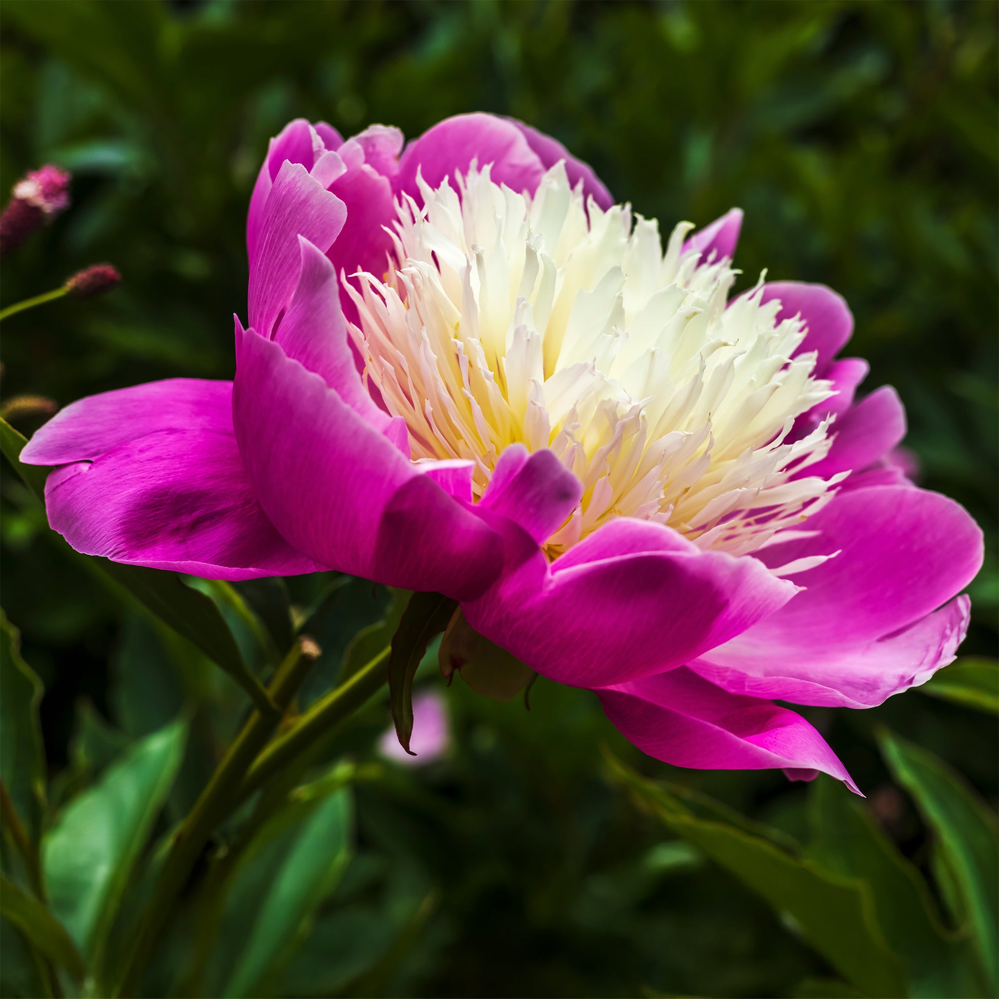 Pivoine 'Fantastic' - Pivoines - Bakker