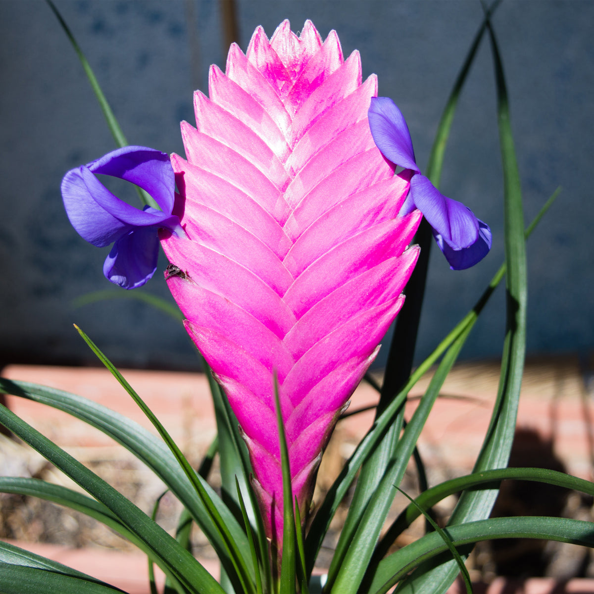Tillandsia bleu - Tillandsia cyanea - Bakker