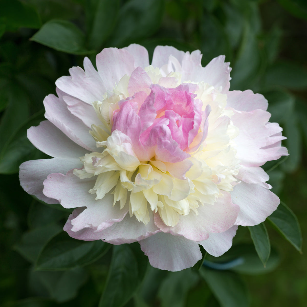 Paeonia lactiflora Raspberry Sundae - Pivoine Raspberry Sundae - Pivoines