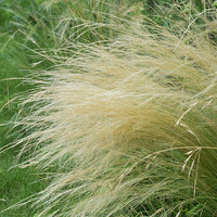 Bakker - Cheveux d'Ange - Stipa tenuissima