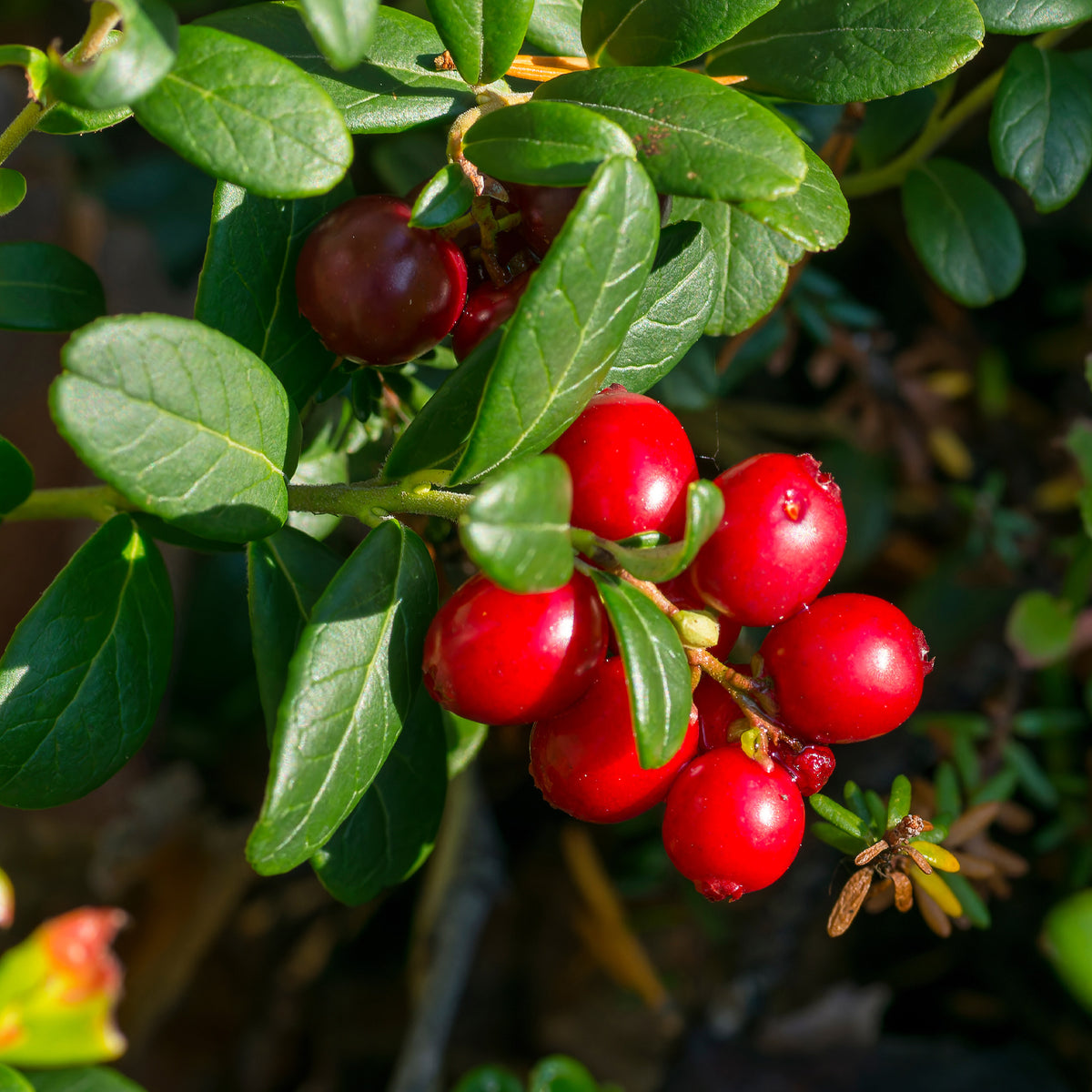 Vente Collection d'arbustes à fruits vitaminés - Vaccinium corymbosum, lycium barbarum, vaccinum macrocarpon, schisandra chinensis