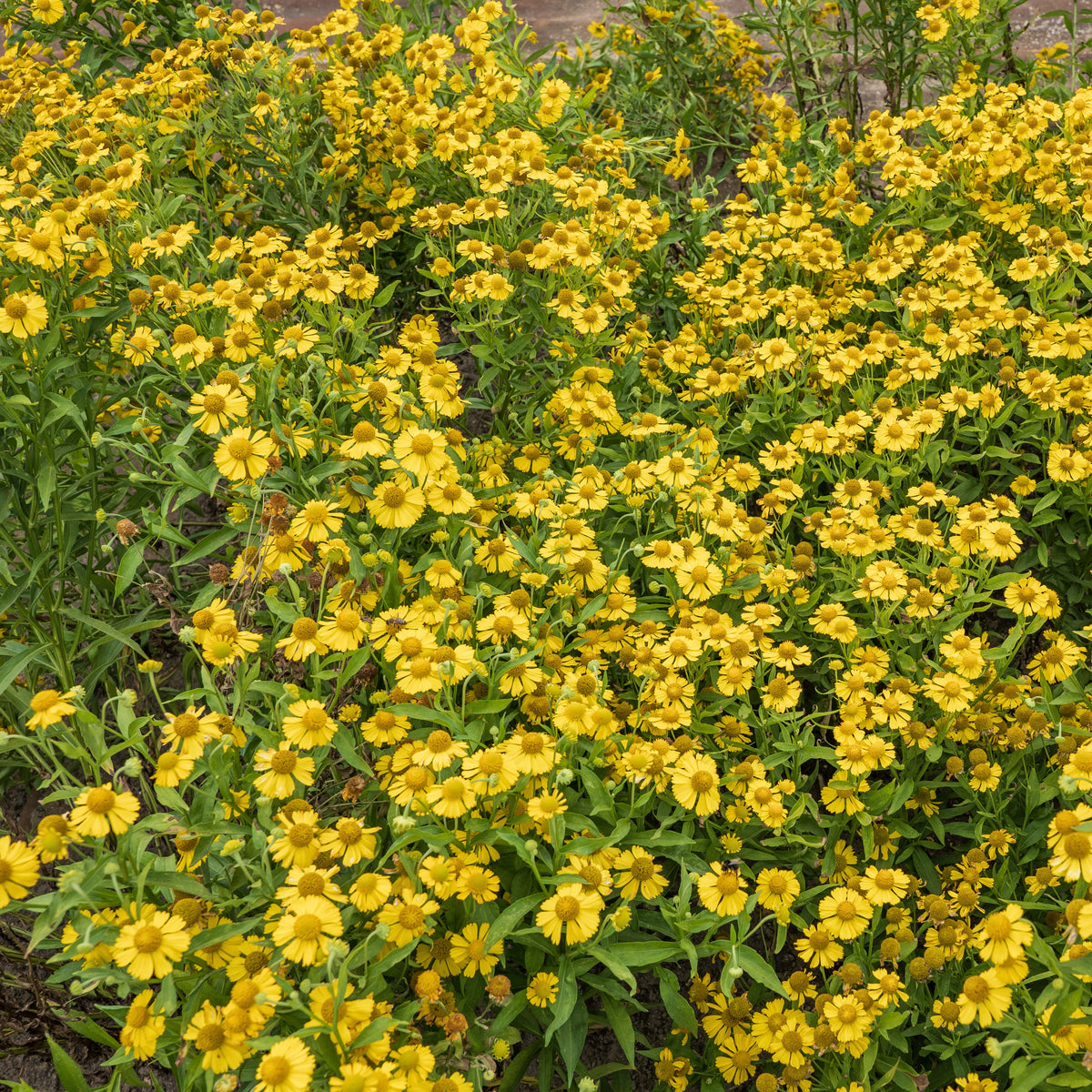 Helenium, Monarda, Phlox paniculata, Rudbeckia Goldstrum, Gypsophila paniculata, Liatris spicata, Solidago, Astilbe - Collection de 15 plantes vivaces - 2 m² - Plantes vivaces