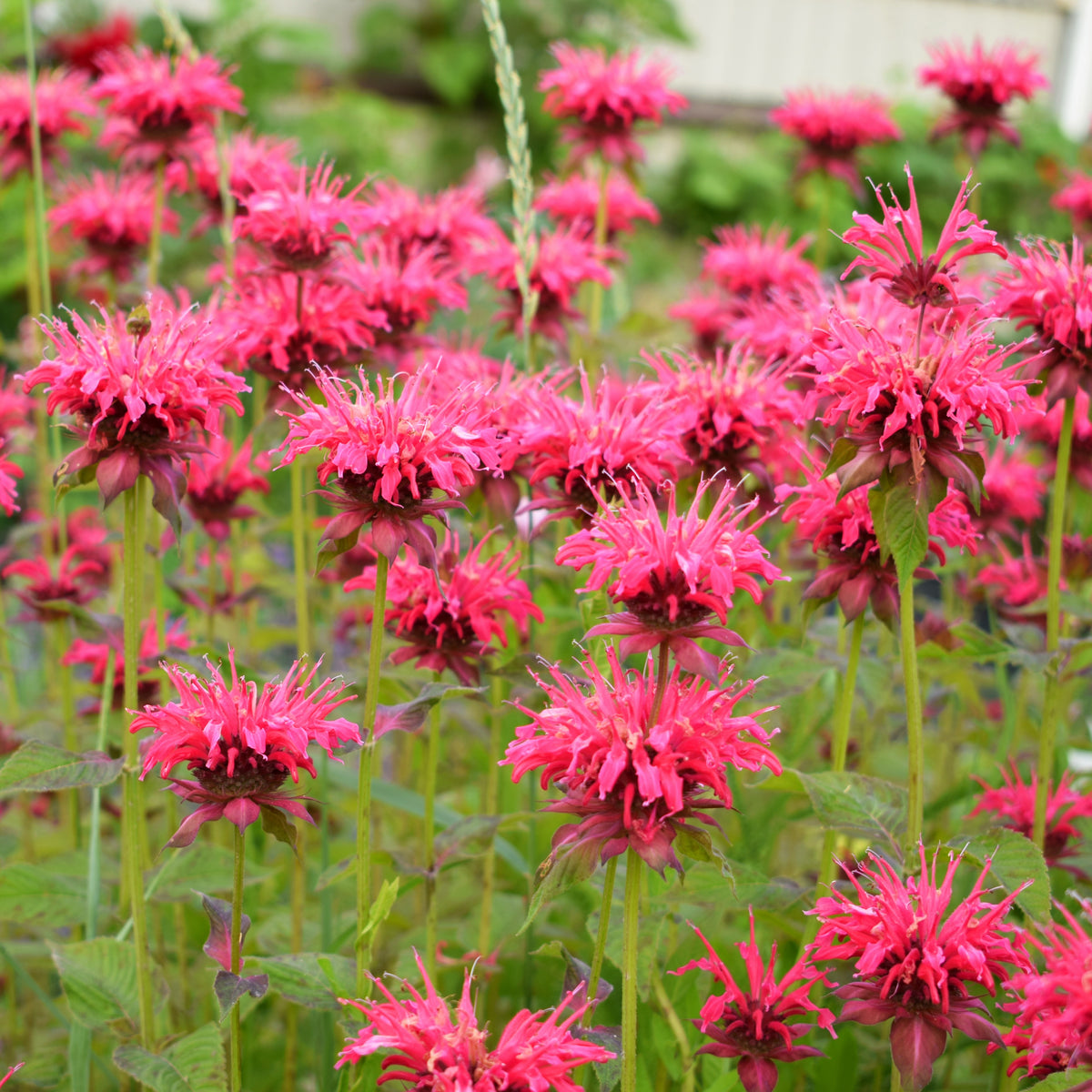 Vente Collection de 15 plantes vivaces - 2 m² - Helenium, Monarda, Phlox paniculata, Rudbeckia Goldstrum, Gypsophila paniculata, Liatris spicata, Solidago, Astilbe