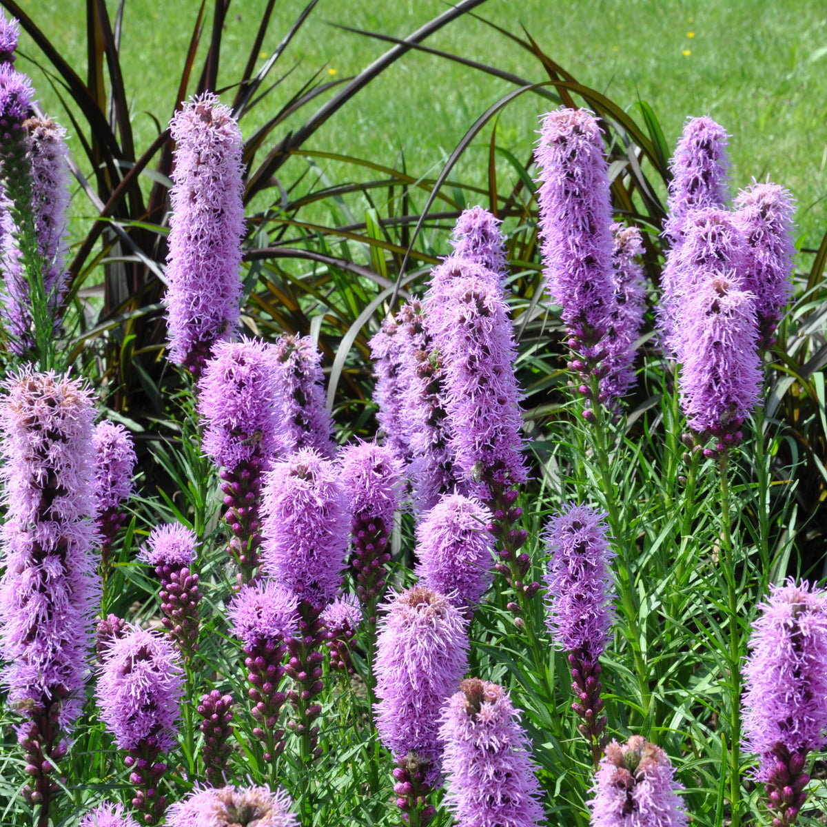 Collection de 15 plantes vivaces - 2 m² - Plantes vivaces - Bakker