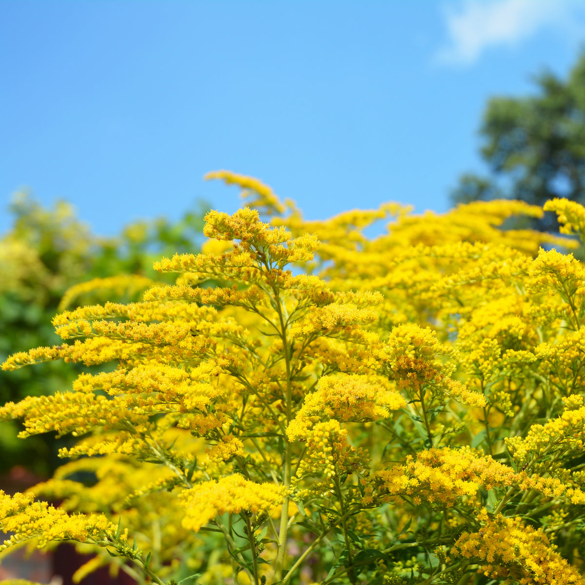 Vente Helenium, Monarda, Phlox paniculata, Rudbeckia Goldstrum, Gypsophila paniculata, Liatris spicata, Solidago, Astilbe - Collection de 15 plantes vivaces - 2 m²