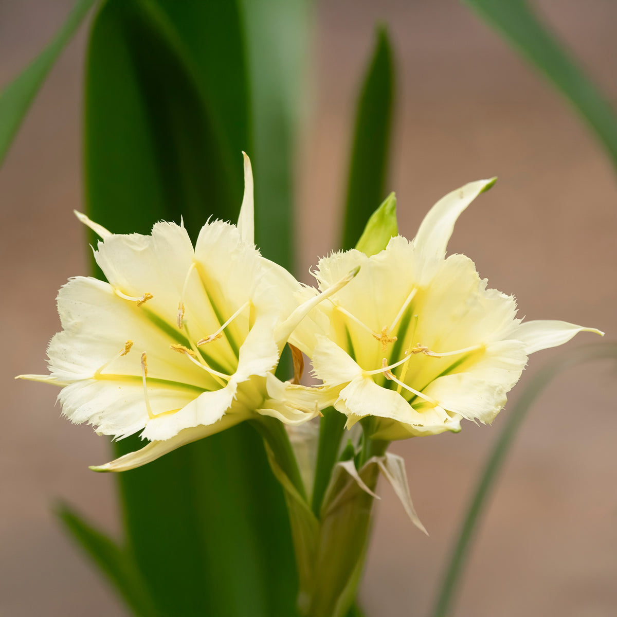 2 Ismènes Reine d'or - Bakker