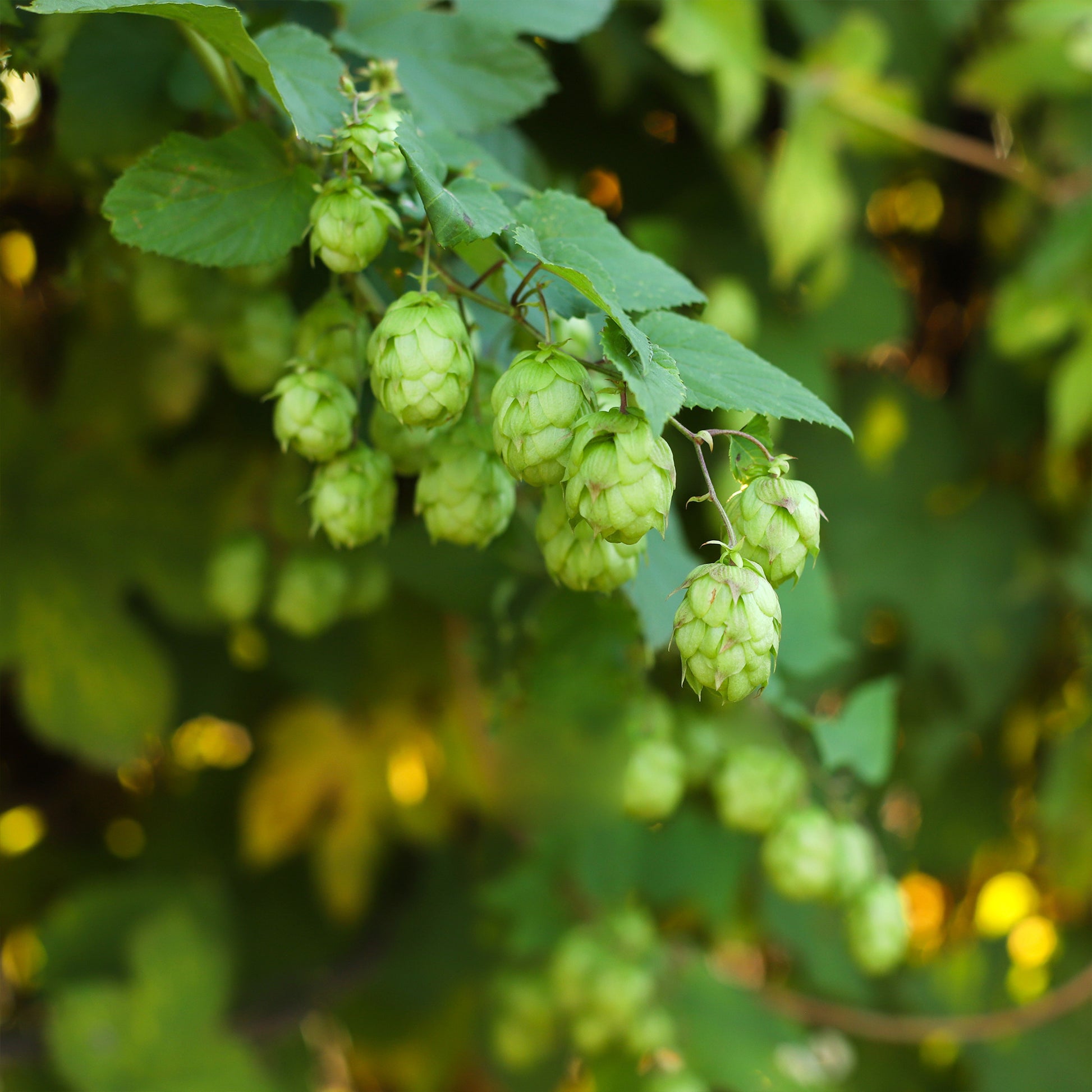 Houblon - Humulus lupulus - Bakker