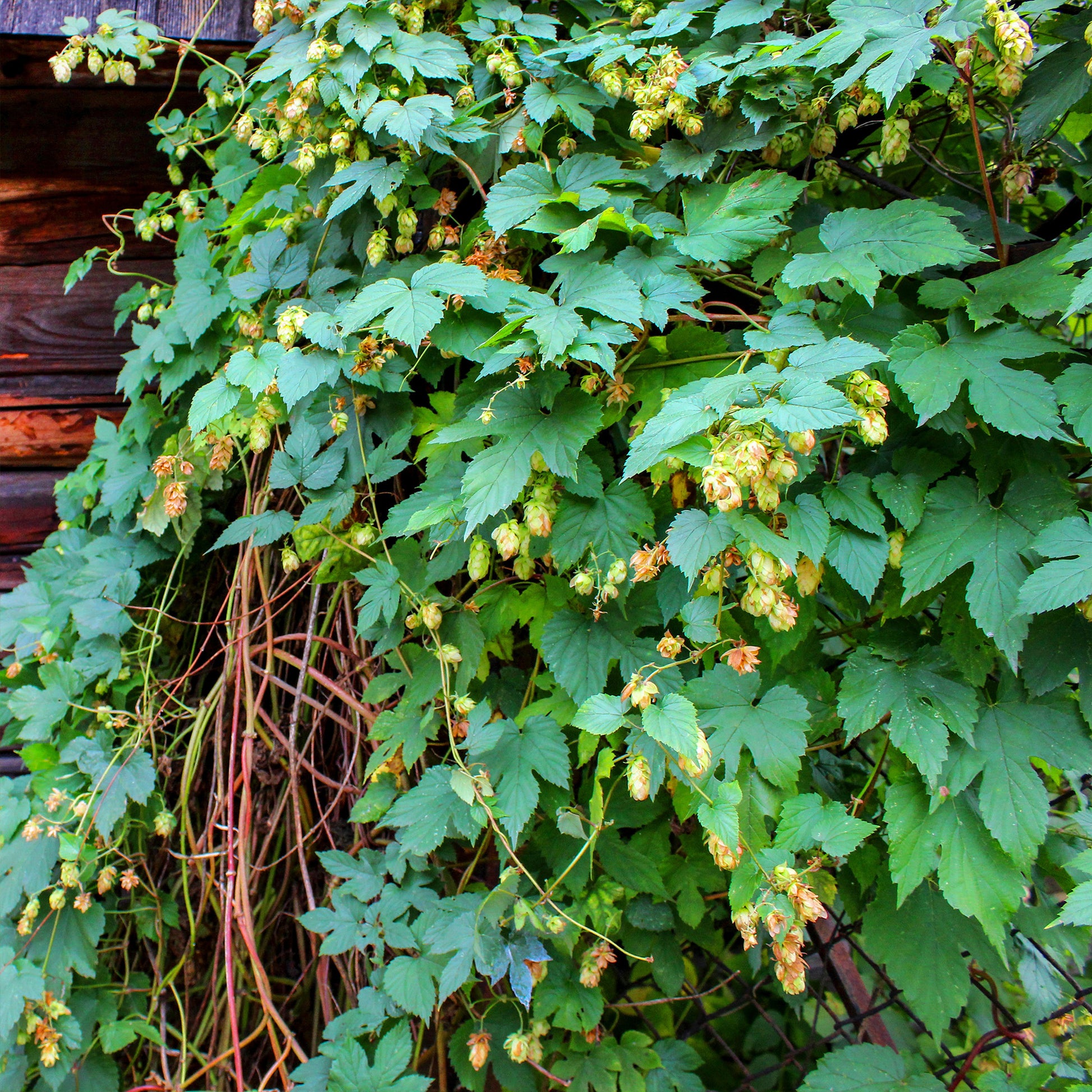 Humulus lupulus - Houblon - Plantes grimpantes