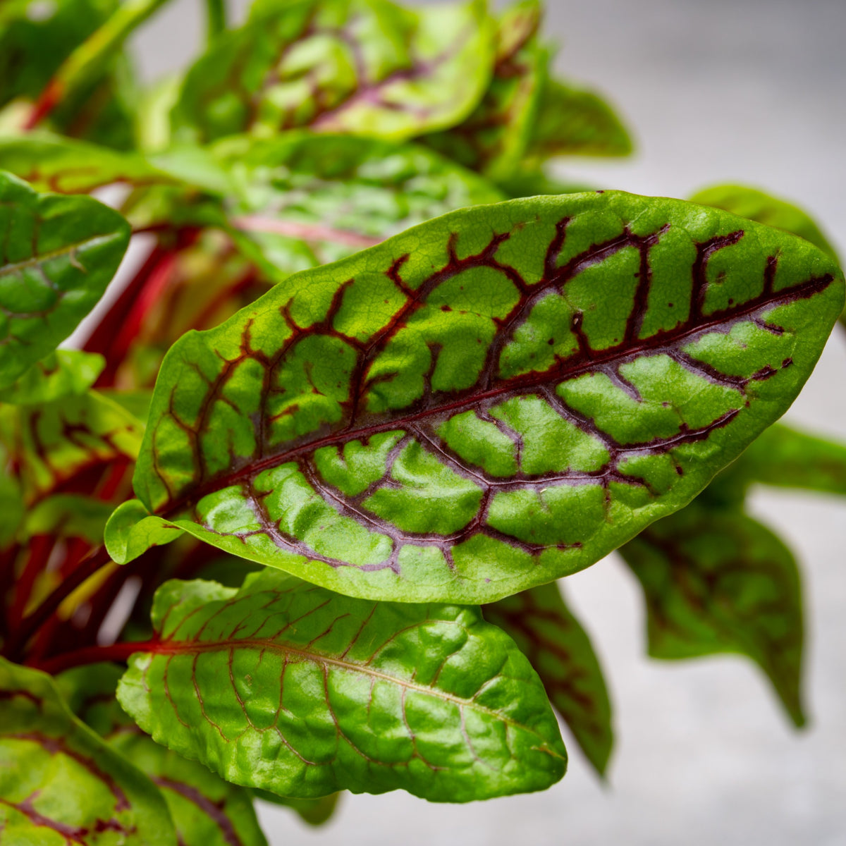 Oseille sanguine Bloody dock - Rumex sanguineus - Bakker