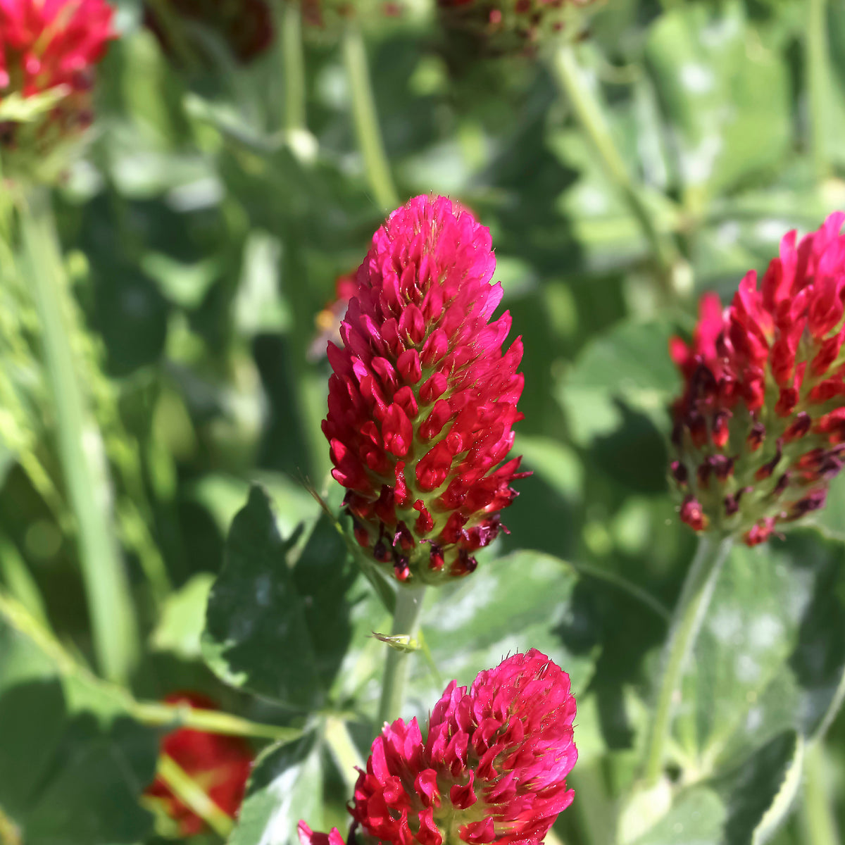 Trèfle rouge Bio - Trifolium incarnatum - Bakker