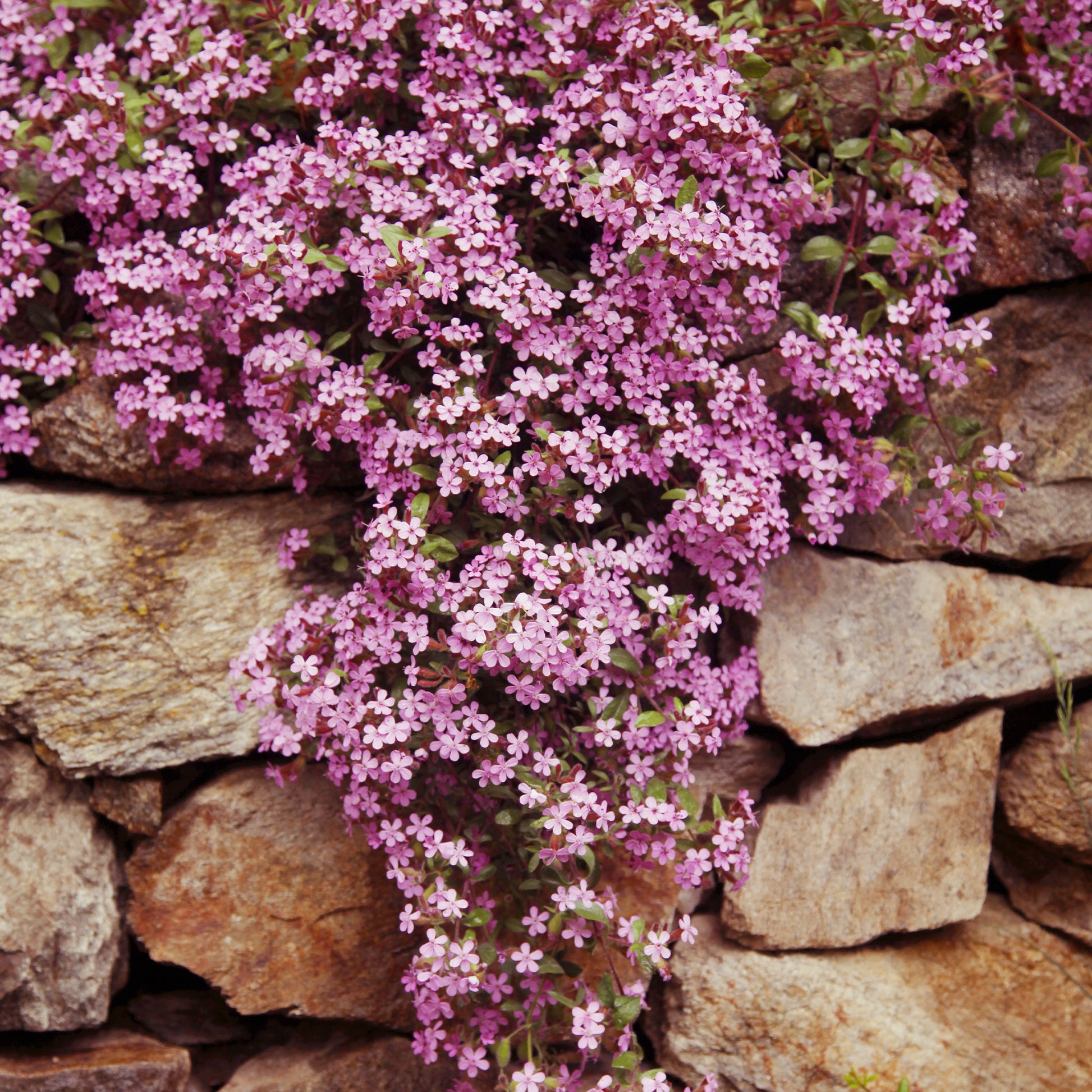Plantes couvre-sol - Collection de 13 plantes vivaces rampantes et tapissantes - Saponaria ocymoïdes, Cerastium tomentosum, Campanula poscharskyana