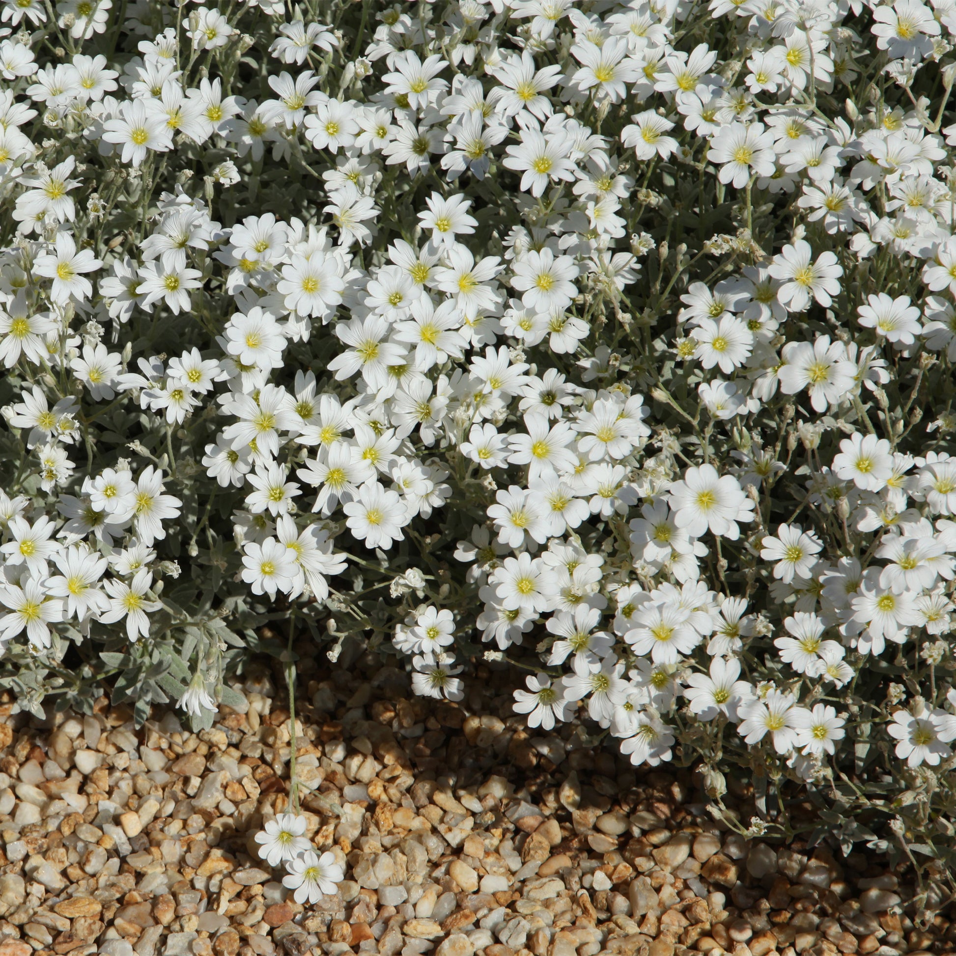 Saponaria ocymoïdes, Cerastium tomentosum, Campanula poscharskyana - Collection de 13 plantes vivaces rampantes et tapissantes - Plantes couvre-sol