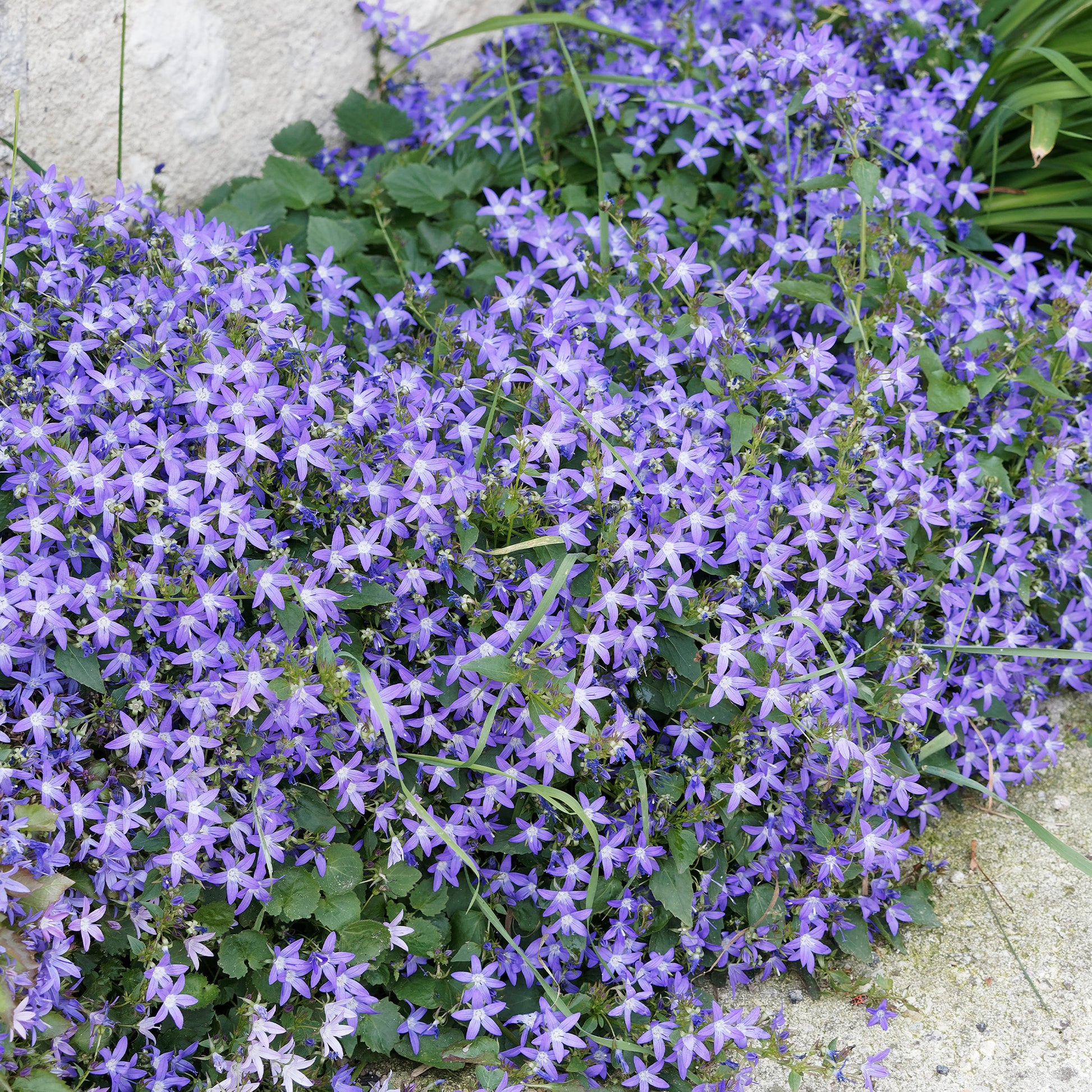 Collection de 13 plantes vivaces rampantes et tapissantes - Saponaria ocymoïdes, Cerastium tomentosum, Campanula poscharskyana - Bakker
