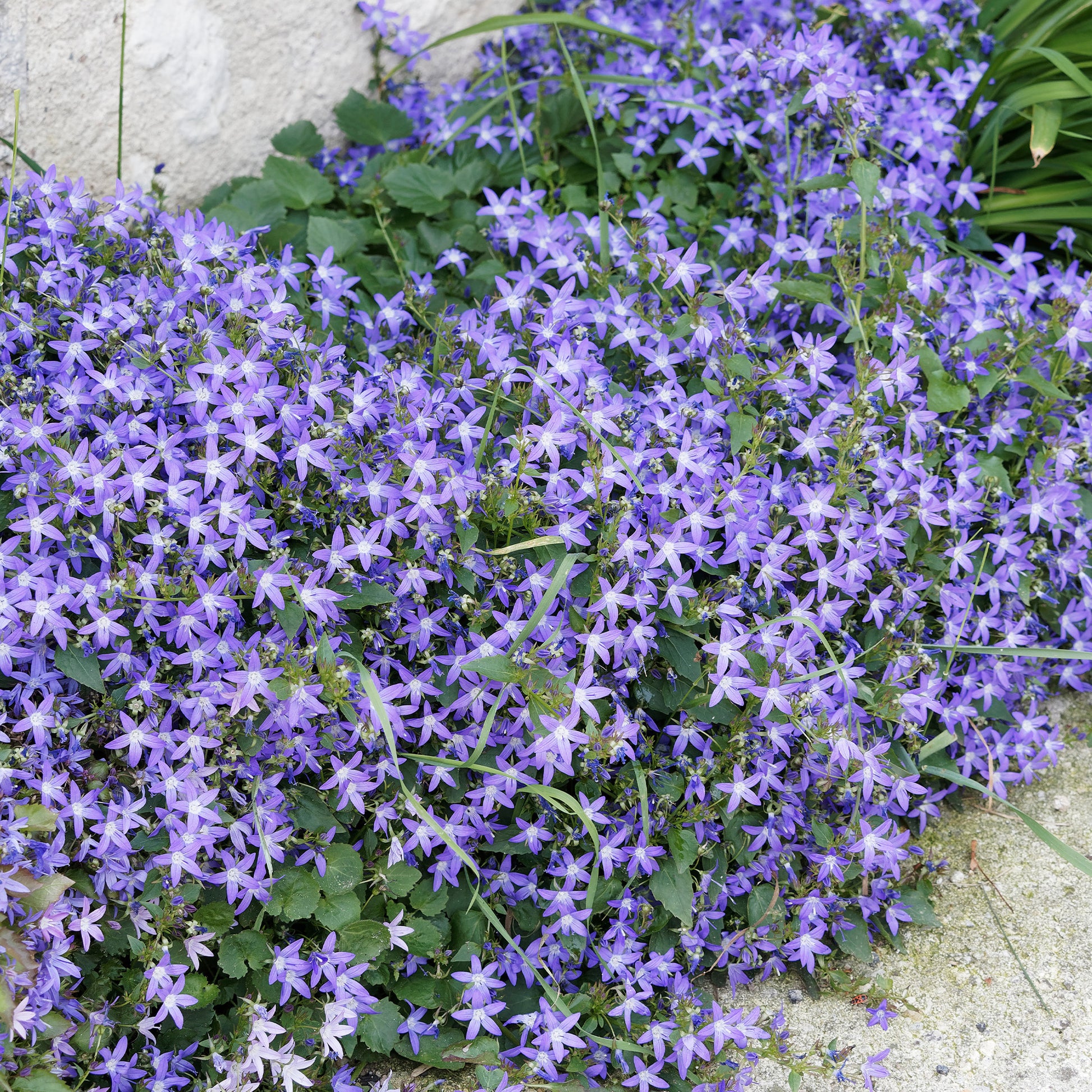 Collection de 13 plantes vivaces rampantes et tapissantes - Saponaria ocymoïdes, Cerastium tomentosum, Campanula poscharskyana - Plantes d'extérieur