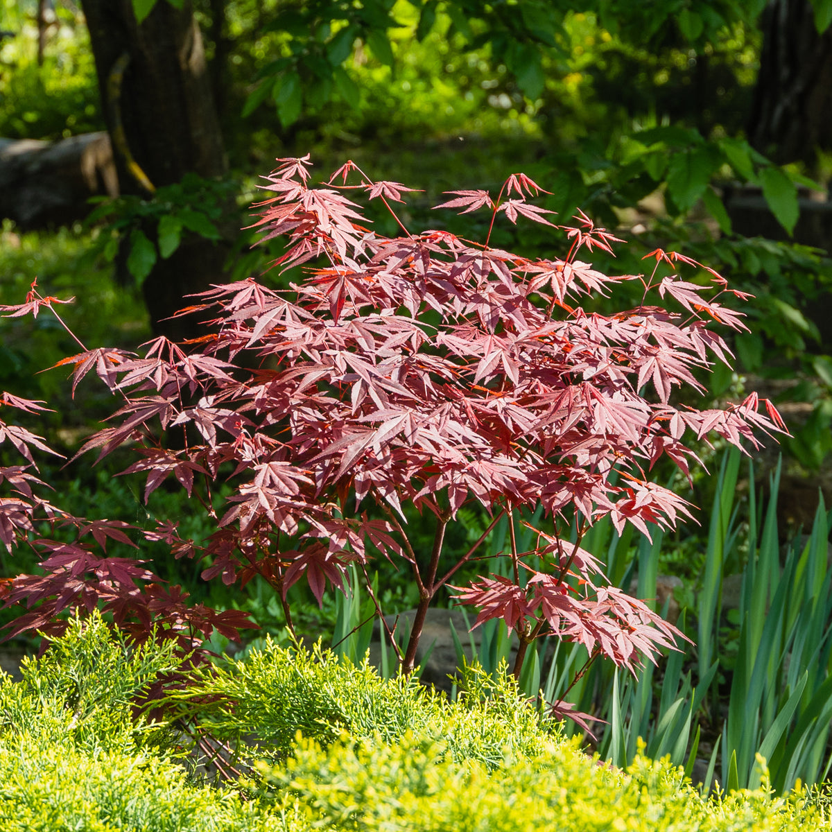 Collection de 3 arbustes pour terrasse et jardin japonais - Camellia japonica, Arundinaria murielae, Acer palmatum Atropurpureum - Bakker