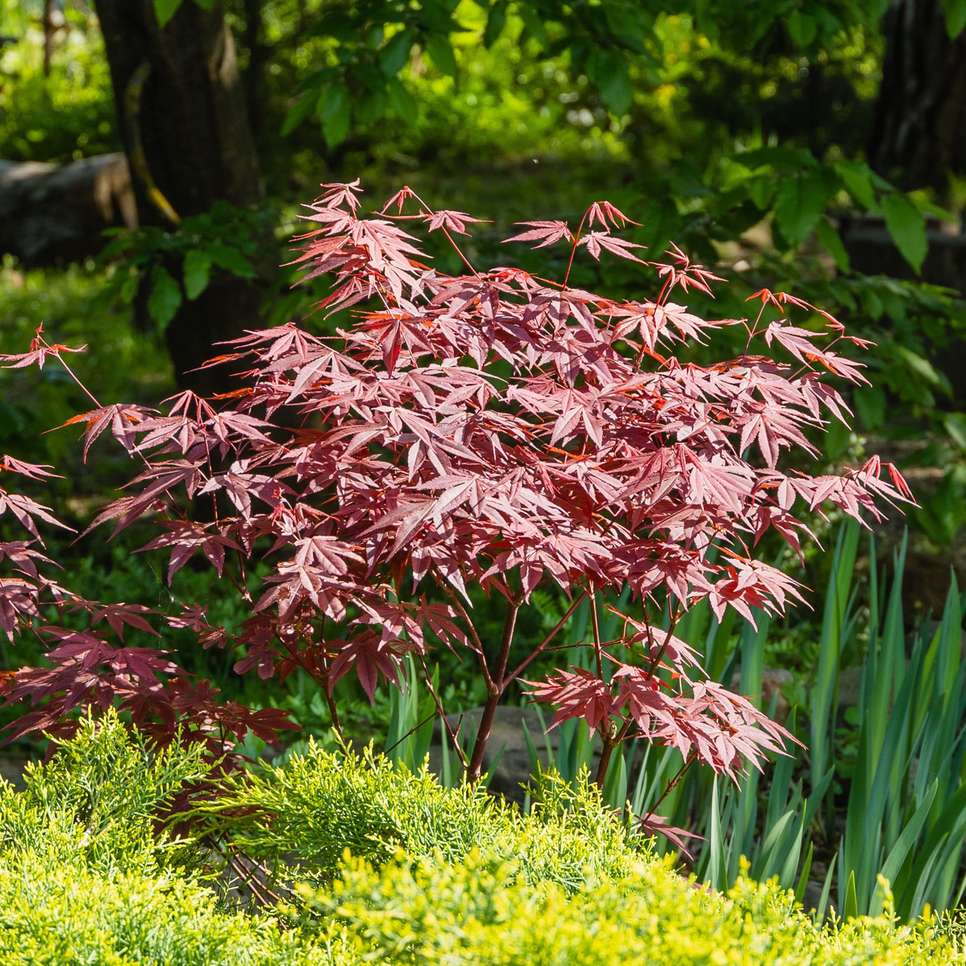 Arbustes de Balcon - Collection de 2 arbustes : érable pourpre et oranger du Mexique doré - Acer palmatum Atropurpureum , Choisya ternata Sundance Lich