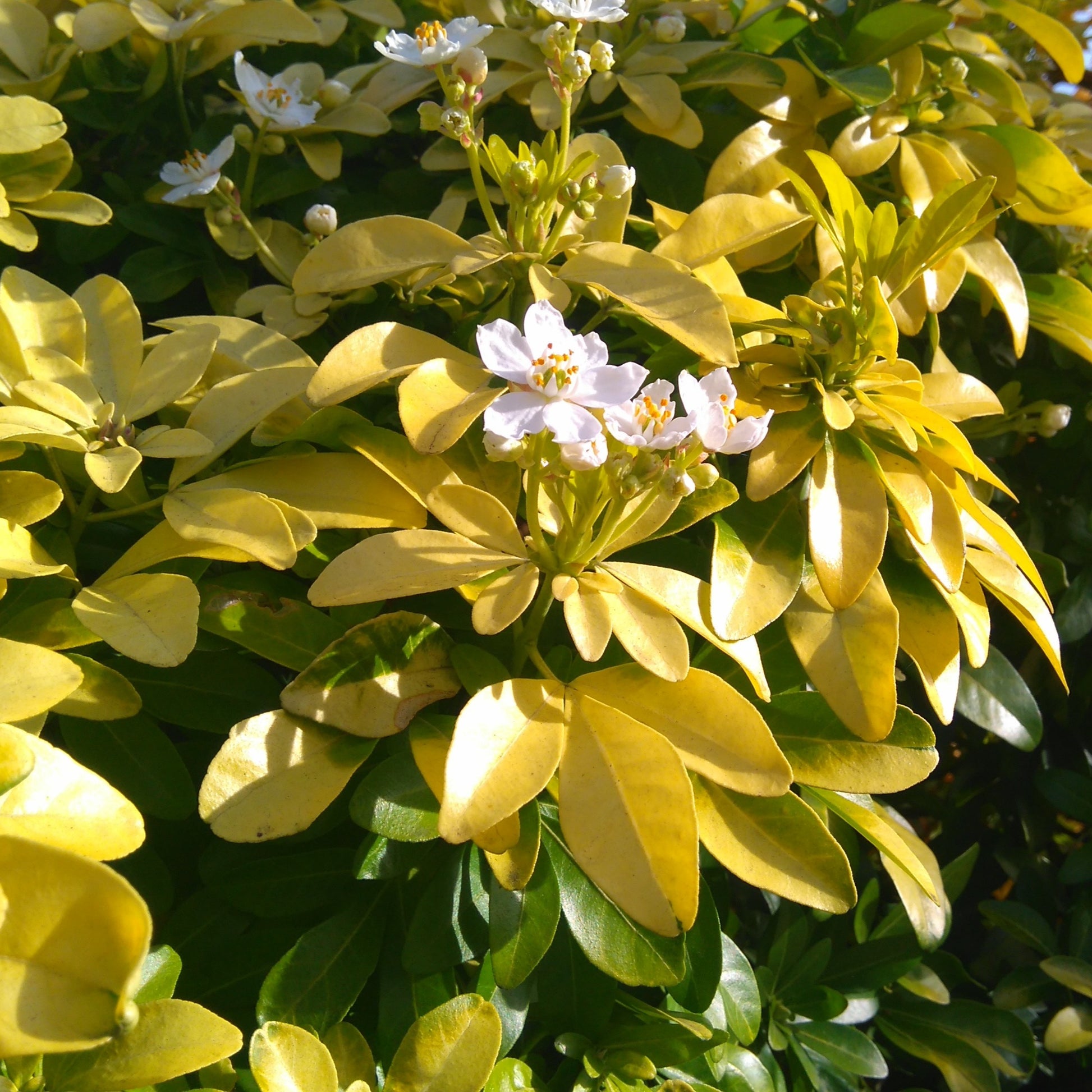 Acer palmatum Atropurpureum , Choisya ternata Sundance Lich - Collection de 2 arbustes : érable pourpre et oranger du Mexique doré - Arbustes de Balcon