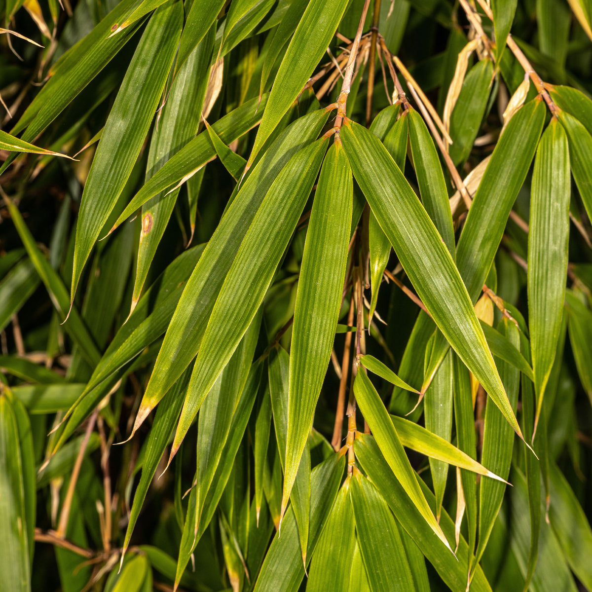 Fargesia robusta Campbell - Bambou fargesia Campbell non-traçant - Bambou non invasif