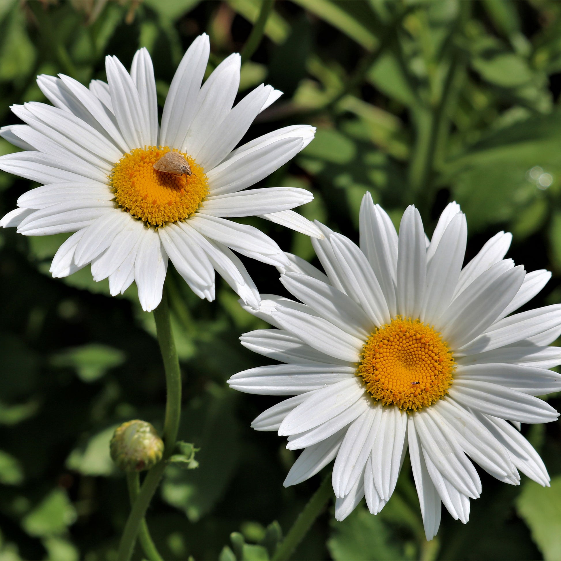 Marguerite d'été - Leucanthemum x superbum Silberprinzesschen - Bakker