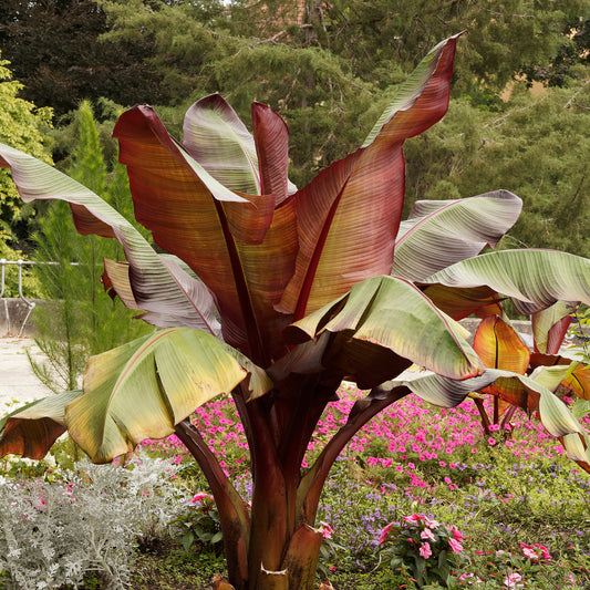 Bananier rouge d'Abyssinie - Bakker