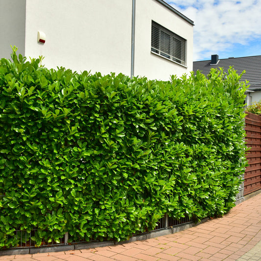 Laurier-cerise Etna - Bakker