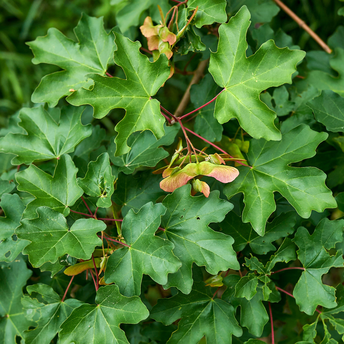 Haie de 10 Erables champêtre - Acer campestre - Bakker