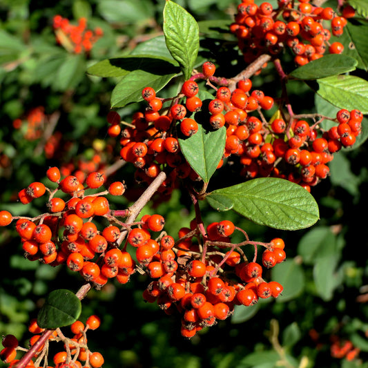 Cotoneaster Lacteus - Bakker