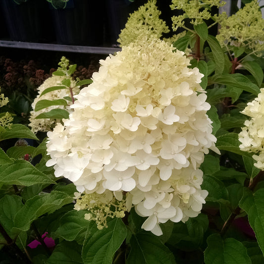 Hortensia paniculé 'Silver Dollar' - Bakker