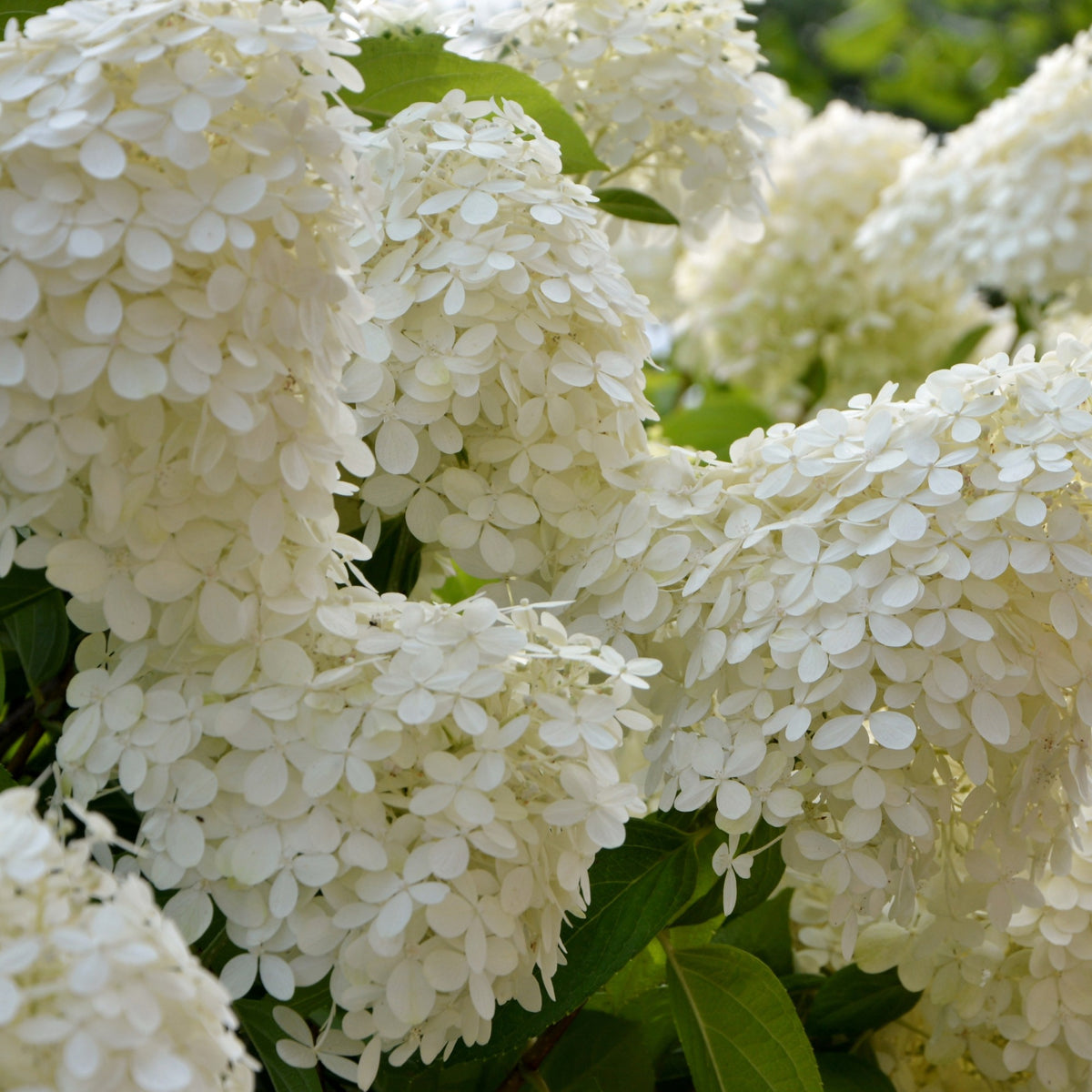 Hortensia paniculé Séléction - Hydrangea paniculata selection - Bakker