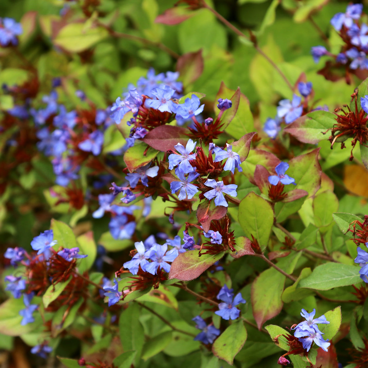 Ceratostigma plumbaginoides - Cerastostigma - Dentelaire bleue - Vivaces fleuries