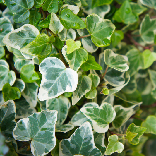 Lierre commun Glacier - Bakker